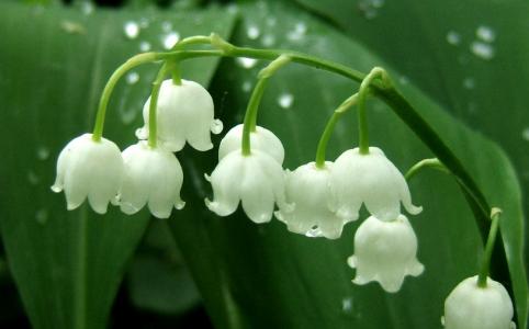 铃兰花语是什么 铃兰花语 铃兰花语是什么