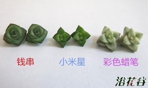 钱串和小米星的区别 钱串和小米星的区别(多图对比)
