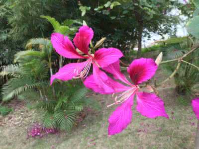 拨动我的心弦作文 拨动心弦 深情对唱10首【FLASH 绝品音画】