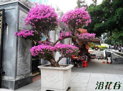 三角梅的修剪视频教程 三角梅什么时候修剪
