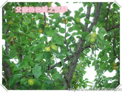 多瑙河小区 《多瑙河原创》七律~我家小区桑葚树