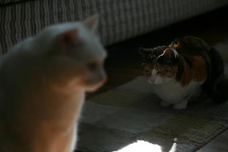 猫奴丫汤不热没了 逆天了！猫咪竟然这样跟猫奴对话，哈哈，奴才要哭惨了...