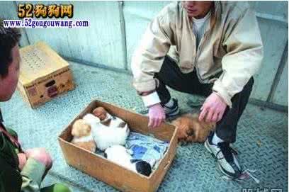 星期狗有什么特征 星期狗是什么意思
