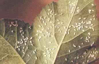 温室白粉虱 药用植物害虫温室白粉虱