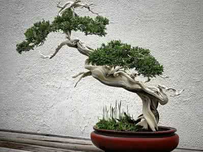 枸骨盆景的养护与管理 盆景的养护和管理