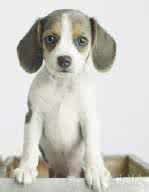 狗狗受凉症状 狗狗受凉症状 狗受凉了怎么办？