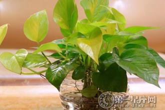绿萝可以放在卧室吗 绿萝放哪里最合适，提升运势有一套