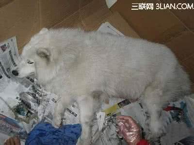 萨摩耶产后注意事项 萨摩耶分娩注意事项
