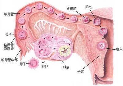 做空姐需要哪些条件 卵子受精需要哪些条件