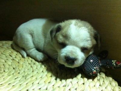幼犬吐了未消化的食物 告诉你幼犬食物的适合与否