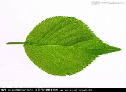 绿叶水果店经营模式 棒针模式----“嫩嫩的绿叶”