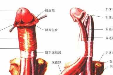 梵医馆体验阴茎按摩 图文详解按摩阴茎的技巧