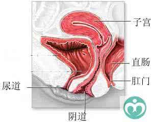 女性尿道括约肌松弛 阴道松弛怎么修复 女性阴道松弛吃什么药好