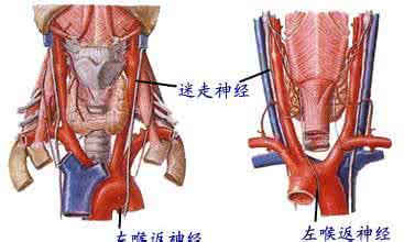 迷走神经兴奋能自愈吗 迷走神经兴奋 迷走神经兴奋有什么症状