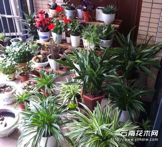 适合阳台种植的花 适合阳台种植的花 【适合阳台种植的花】什么花适合在阳台种植