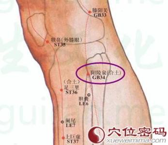 阳陵泉的准确位置视频 阳陵泉穴位位置图