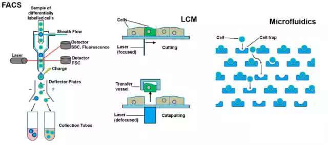 基因测序市场分析 一文读懂单细胞基因测序市场分析
