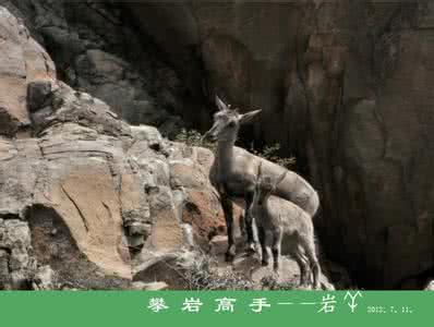岩羊攀岩视频 攀岩高手——岩羊