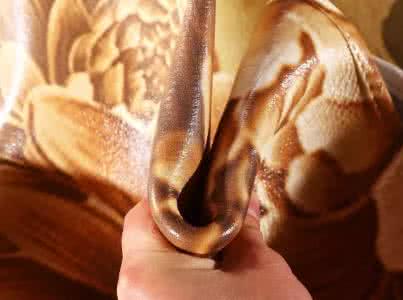 阴茎日常保养方法 牛皮席的保养方法 牛皮带价格 牛皮带日常保养方法