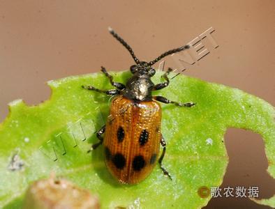 黑枸杞多少钱一斤 枸杞负泥虫