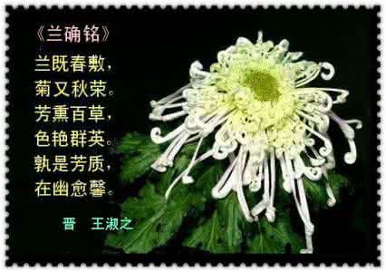 有关菊花的诗句 菊花诗词