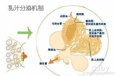 母乳的形成过程图解 母乳是怎样形成的