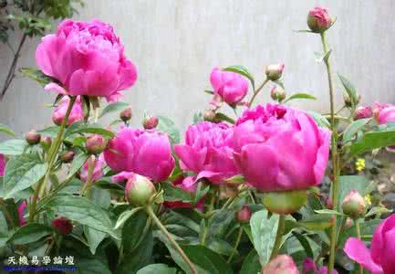 芍药花开 芍药花开【极品美图】