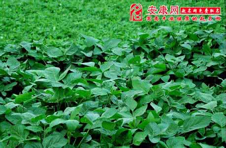 梦见庄稼地 梦见庄稼 梦见庄稼地