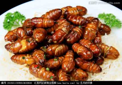 油炸蝉蛹的做法 蝉蛹的做法 油炸蝉蛹的做法,油炸蝉蛹怎么做好吃,油炸蝉蛹的家常做法