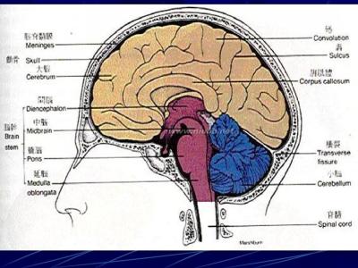 中枢神经系统疾病 中枢神经系统疾病 这些因素会导致它的发生