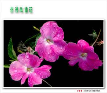 凤仙花的花语和传说 凤仙花的花语和传说 凤仙花的花语