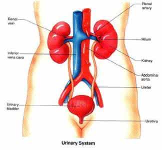 泌尿系统常见疾病 泌尿系统疾病 泌尿系统疾病饮食注意事项