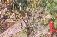 辣椒早疫病 药用植物辣椒疫病