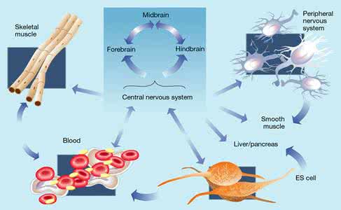 干细胞疗法能治哪些病 Stem Cells Transl Med干细胞疗法由猫到人