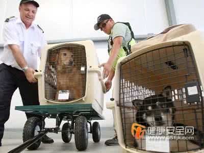 宠物飞机托运安全吗 飞机托运宠物 飞机托运宠物安全吗 措施有哪些