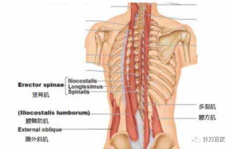 竖脊肌 百家解读——竖脊肌群