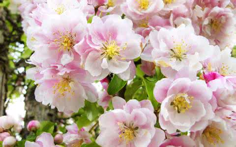 绑钩茂盛的花朵视频 如何绑钩茂盛的花朵 花型教程