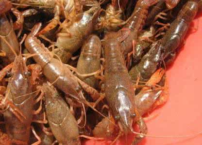 活的龙虾怎么保存 龙虾活的怎么保存？