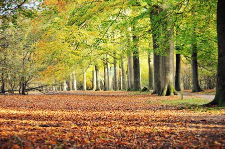 在音响的森林中徘徊 有片森林可供散步和徘徊