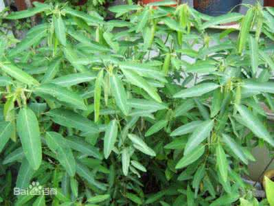 有趣的动物和植物 有趣的动物,植物 有趣的动物和植物