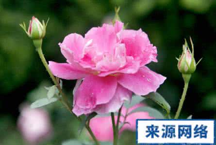 月季花的功效与作用 月季花的功效与作用 月季花根的功效与作用
