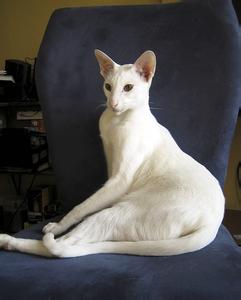 东方短毛猫多少钱一只 东方短毛猫