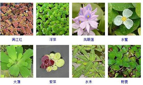 水生植物分类 水生植物分类 如何掌握水生植物怎么养以及分类有哪些
