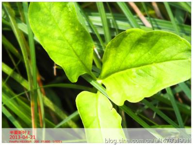 半夏药用部位 半夏药用部位 药用植物半夏怎么鉴别