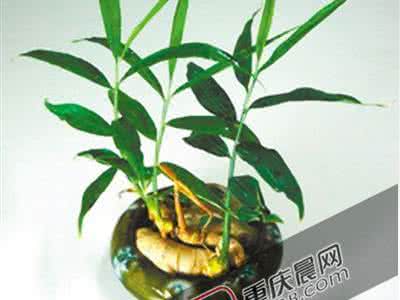 盆栽生姜的种植方法 盆栽生姜的方法