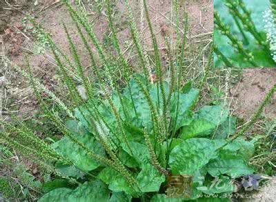 野菜的营养价值 野菜的营养价值 这些野菜你知道多少