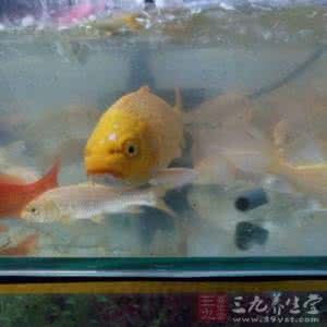 家中养几条鱼旺运效果佳