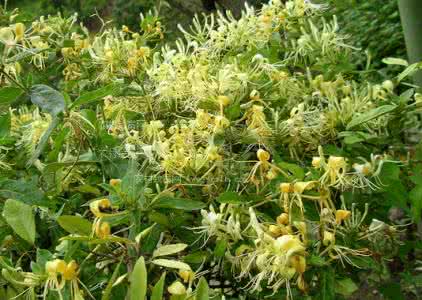 金银花产地 金银花产地 【金银花产地】金银花三大产地