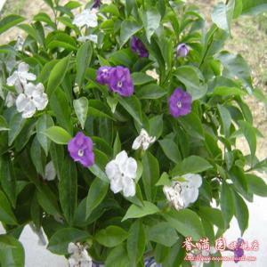 墨兰的家庭养殖方法 双色茉莉花的养殖方法,茉莉花家庭养殖方法