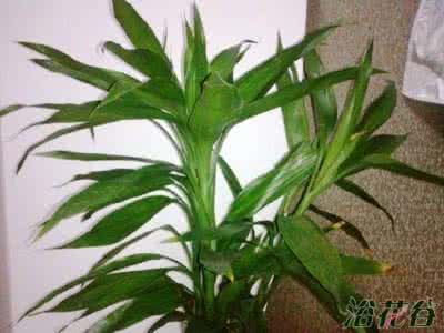 富贵竹不晒太阳可以吗 富贵竹需要晒太阳吗